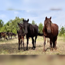 Pastores del Alto Tajo Pastores del Alto Tajo